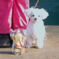 DogTrainingClub ESPACE Since1990